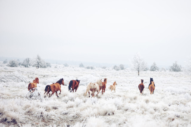 Winter Horse Land von Kevin Russ