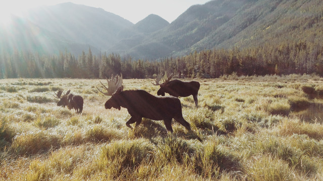 Rocky Mountain Moose - Fotokunst von Kevin Russ